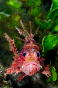 A shortfin lionfish (Dendrochirus brachypterus) hangs out in Halimeda algae at Serena Besar. Lembeh Strait, Indonesia.