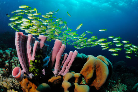 A school of Bigeye Snapper (Lutjanus lutjanus) hovers over a reef. Raja Ampat, Indonesia.