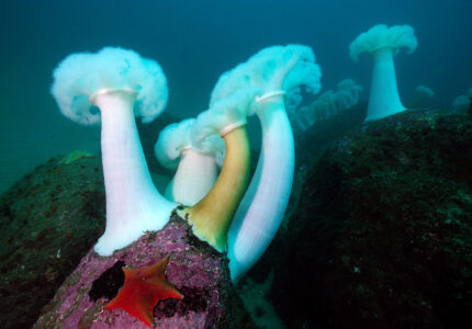 Giant plumed anemones (Metridium farcimen) share a rock with a sea star. Hopkins Deep, Monterey Bay, California.