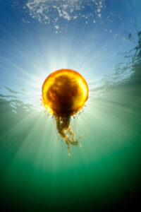 A pacific sea nettle jellyfish (Chrysaora fuscescens) against a sunburst at Ballbuster. Monterey Bay, California.